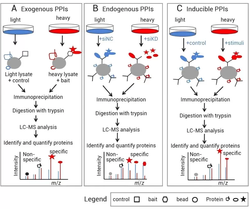 Figure 6: SILAC-Based Quantitative Interaction Proteomics